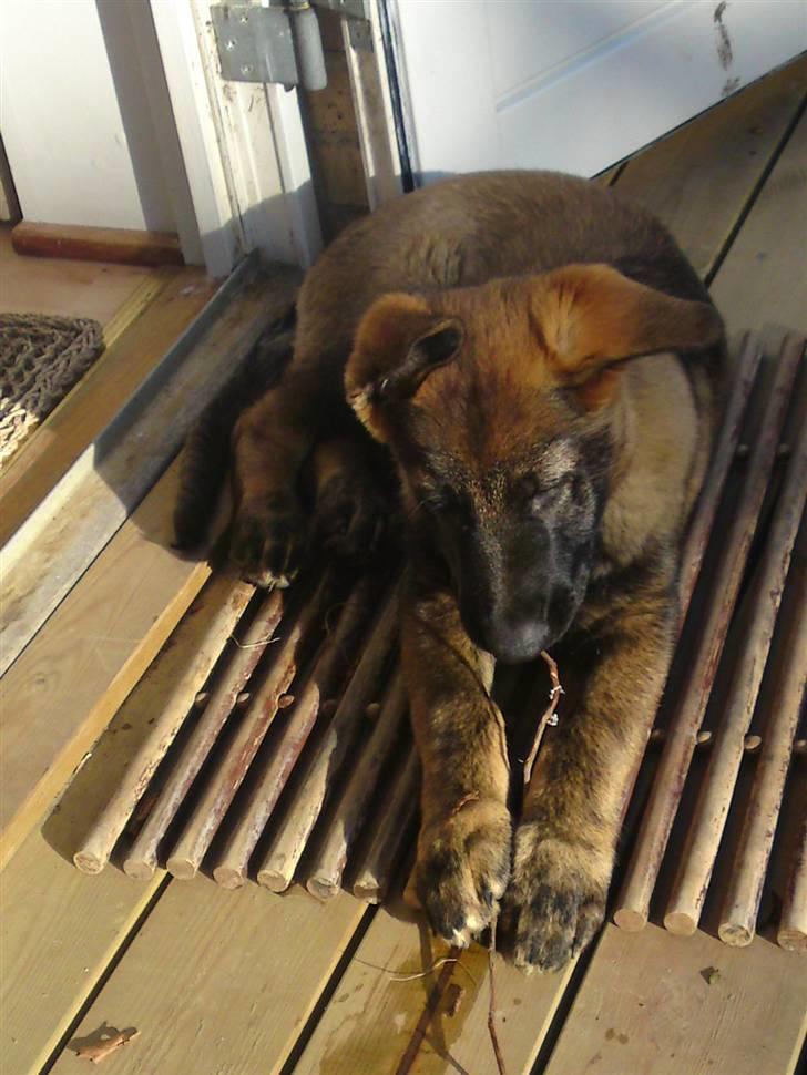 Schæferhund Sam - Nyder morgen solen billede 7