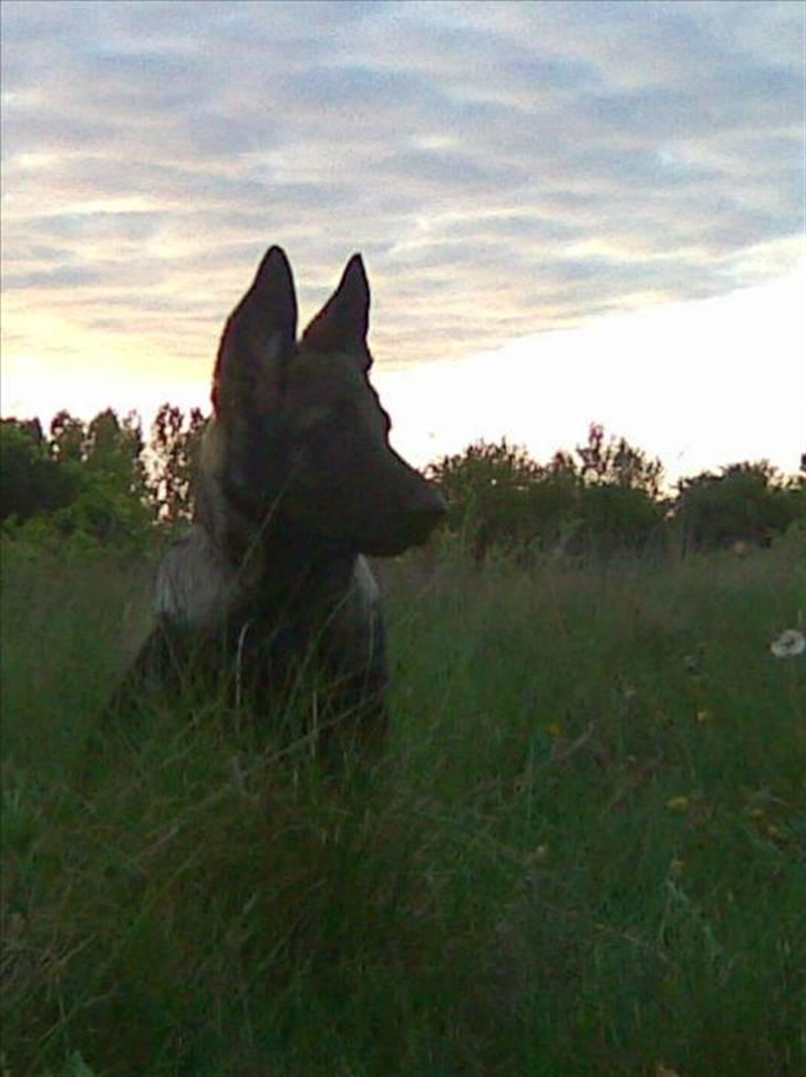 Schæferhund Sam - Knap 4mdr gammel billede 8