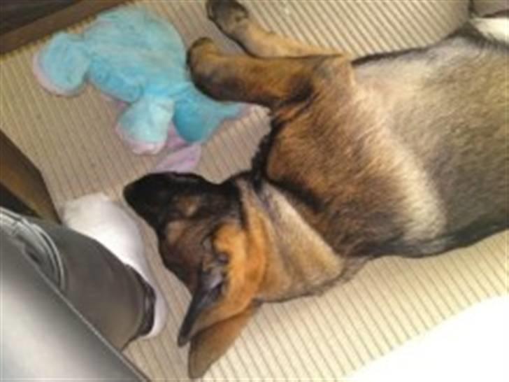 Schæferhund Sam billede 9