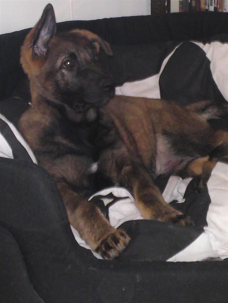 Schæferhund Sam - Første dag hvor det ene øre "Stod op" billede 10