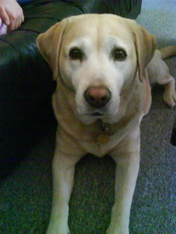 Labrador retriever Ziggy - "Har du noget til mig?" billede 1