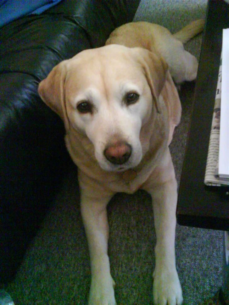 Labrador retriever Ziggy billede 2