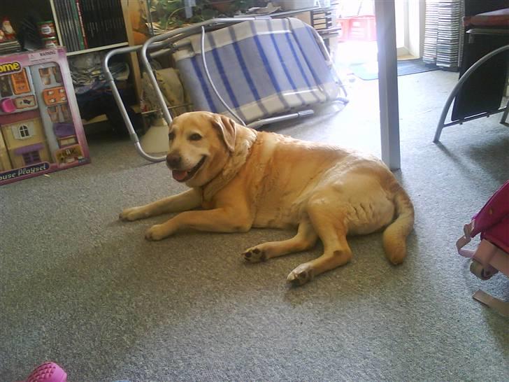 Labrador retriever Ziggy billede 3