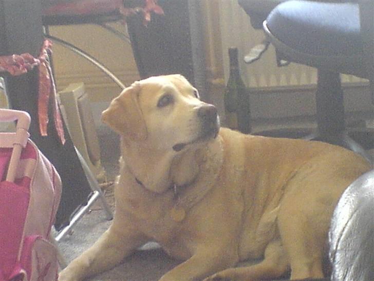 Labrador retriever Ziggy - "Hov, jeg synes jeg hørte noget....." billede 4