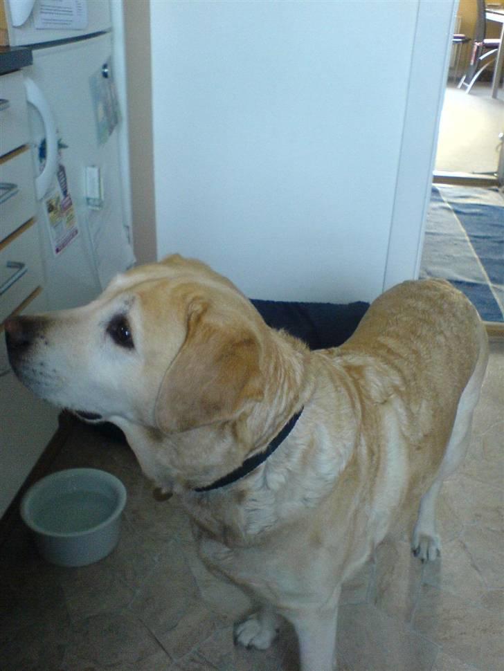 Labrador retriever Ziggy - Ziggy følger spændt med i køkkenet. billede 5