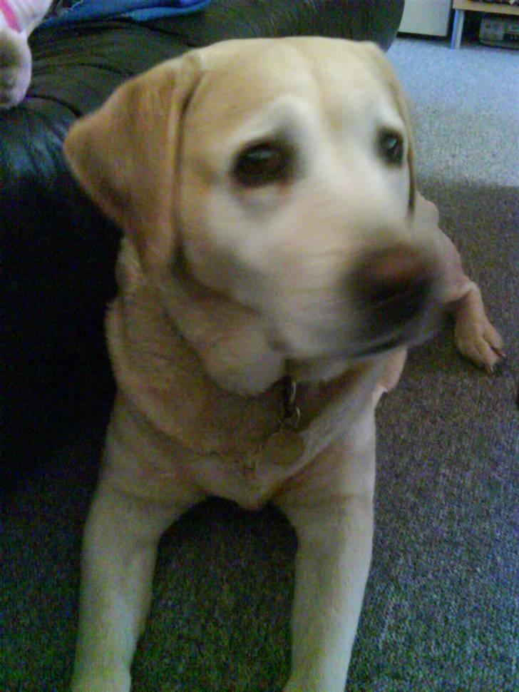 Labrador retriever Ziggy billede 6