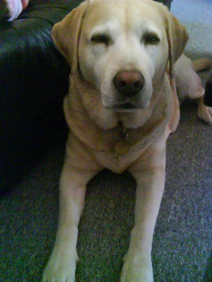 Labrador retriever Ziggy - En træt Ziggy...... billede 7