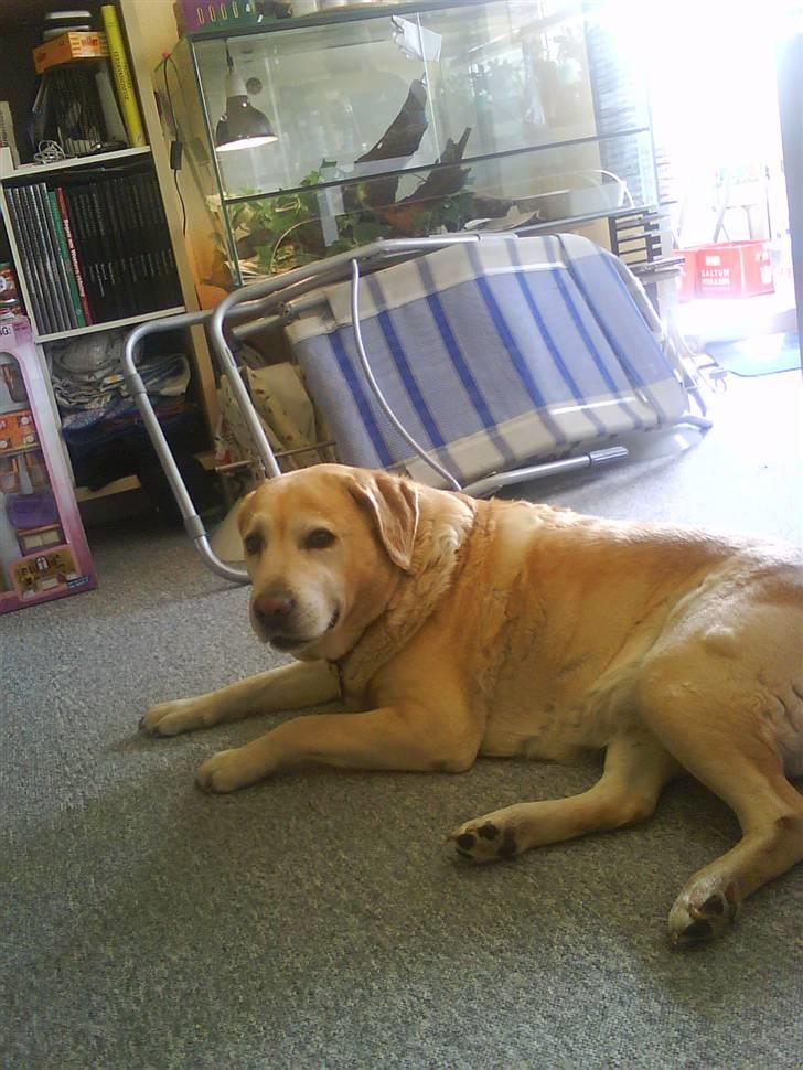 Labrador retriever Ziggy billede 8