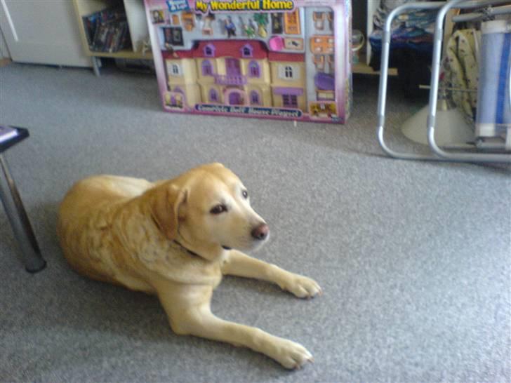 Labrador retriever Ziggy billede 9