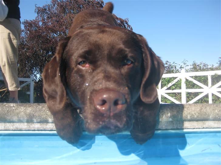 Labrador retriever Rudi (Viktorias)  - Ude ved poolen :D billede 17