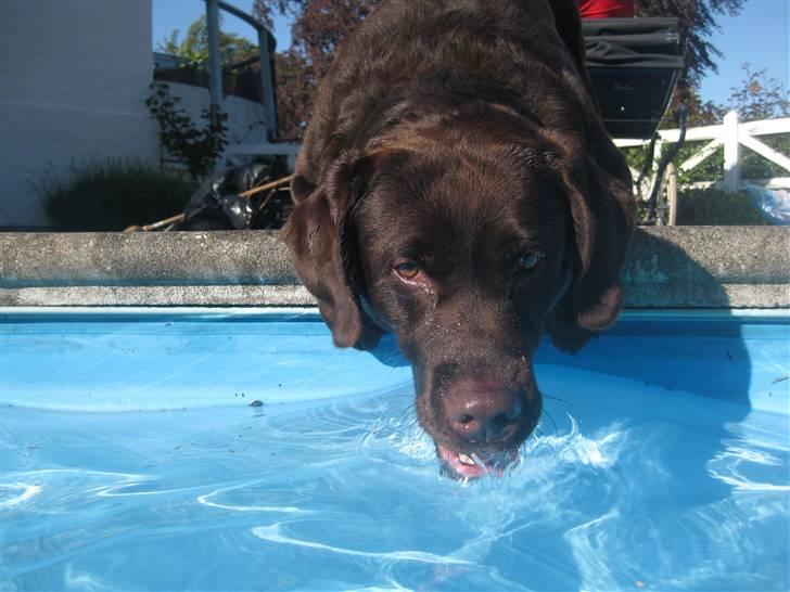Labrador retriever Rudi (Viktorias)  - Han drikker af vandet ved poolen, selv om han ikke må xD billede 18