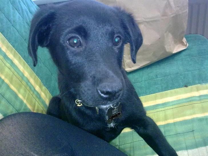 Blanding af racer Ozzy - 9 uger gammel billede 10