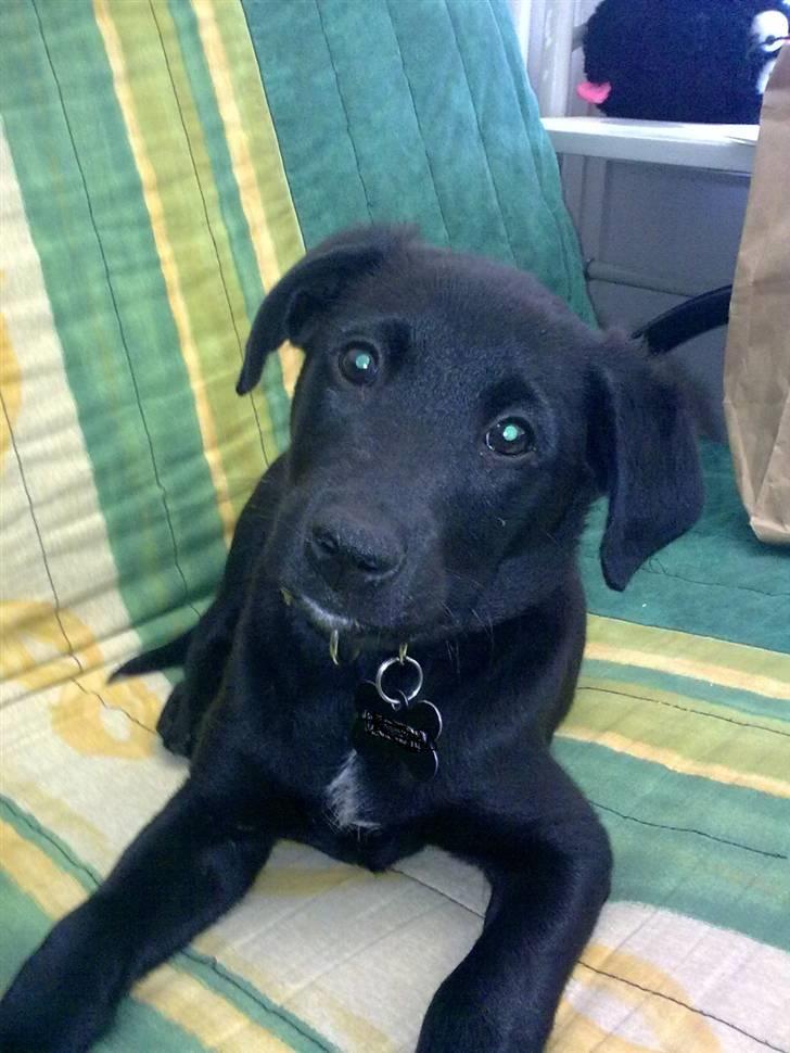 Blanding af racer Ozzy - 9 uger gammel billede 11