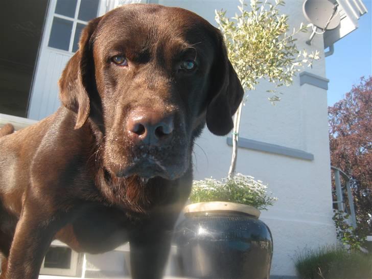 Labrador retriever Rudi (Viktorias)  - Han er så smuk <3 billede 19