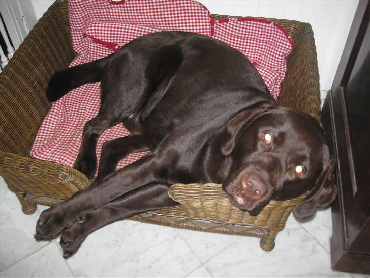 Labrador retriever Rudi (Viktorias)  billede 20