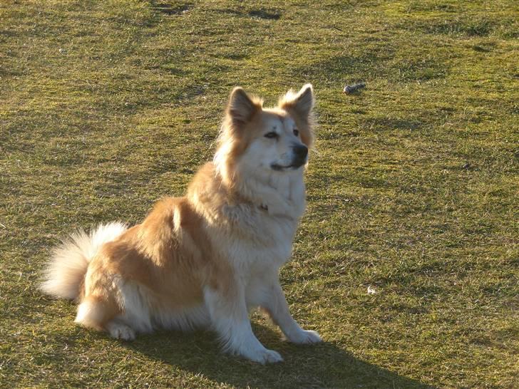 Islandsk fårehund Kilya billede 3