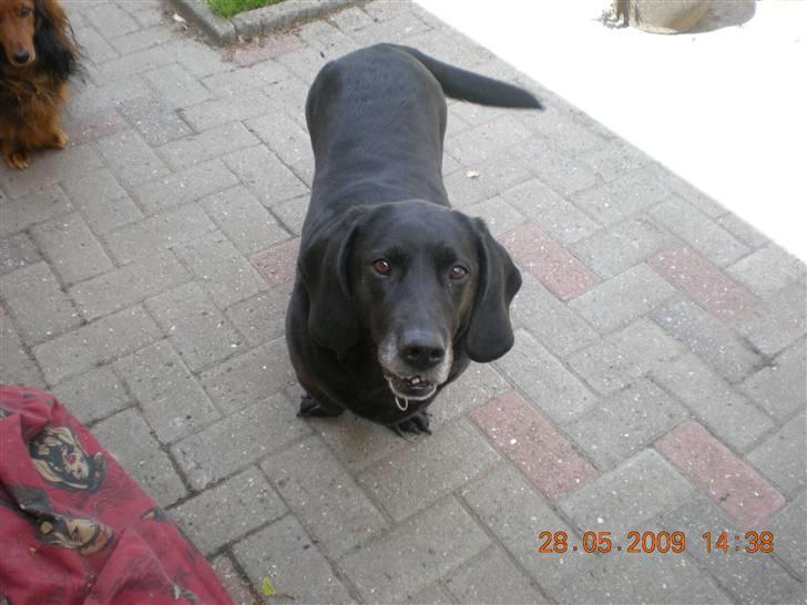 Blanding af racer Mille - mille er glad billede 1