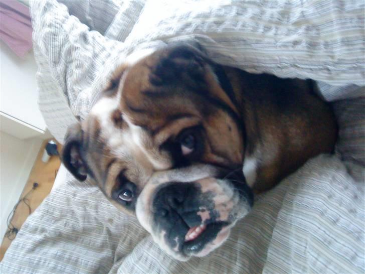 Engelsk bulldog MANSE billede 5