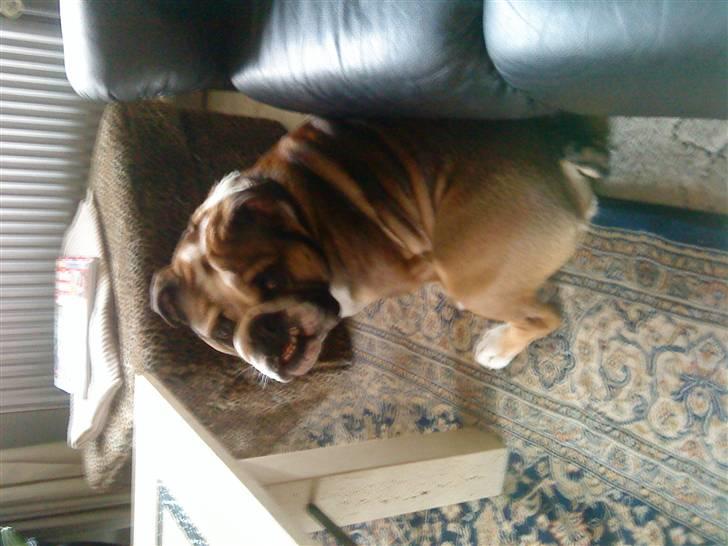 Engelsk bulldog MANSE billede 7