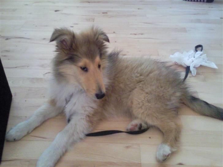 Collie langhåret sitka (Nitopets) billede 1