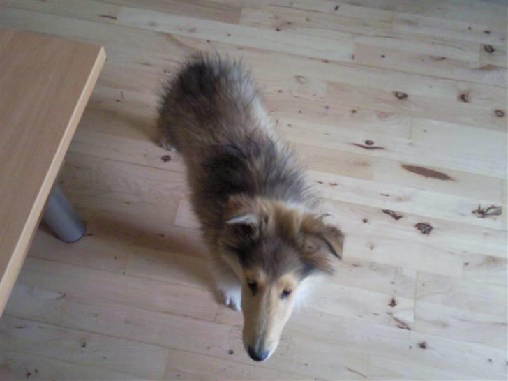 Collie langhåret sitka (Nitopets) billede 2