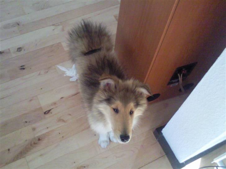 Collie langhåret sitka (Nitopets) billede 3