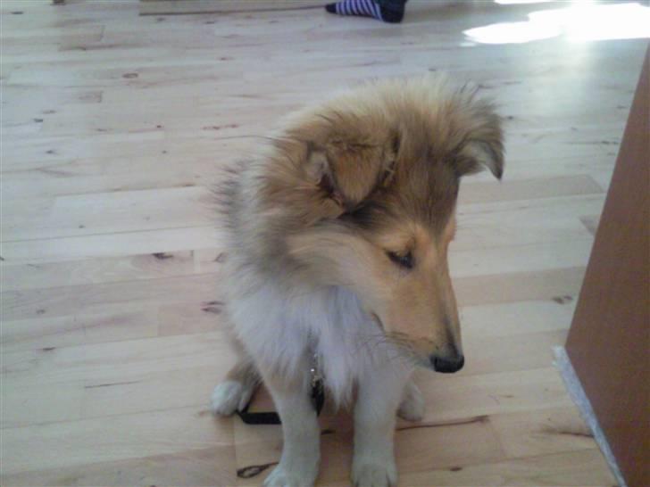 Collie langhåret sitka (Nitopets) billede 4