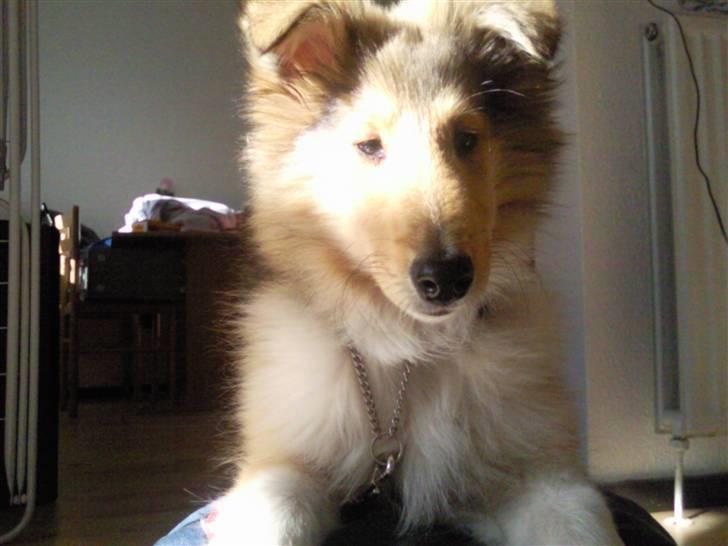 Collie langhåret sitka (Nitopets) billede 5