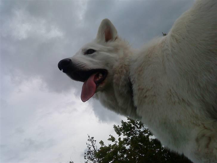 Hvid schæfer Sandy billede 15