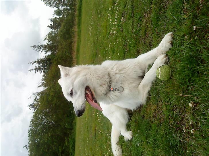 Hvid schæfer Sandy - Det er min bold og der er ingen der skal tage den fra mig. billede 16