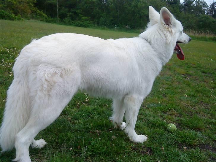 Hvid schæfer Sandy billede 17