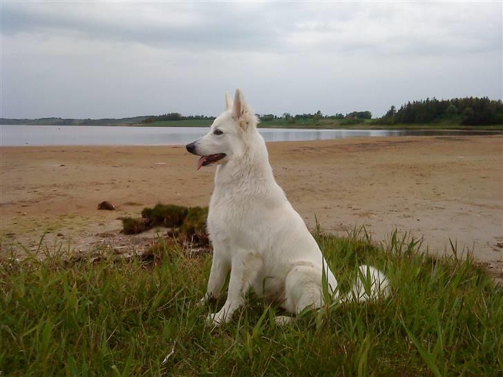 Hvid schæfer Sandy - Nøj, det er hest.! billede 18