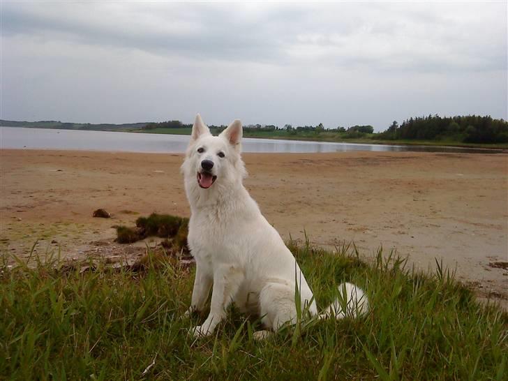 Hvid schæfer Sandy - så række vi lige tunge til mor. billede 19