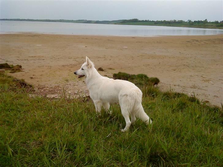 Hvid schæfer Sandy billede 20