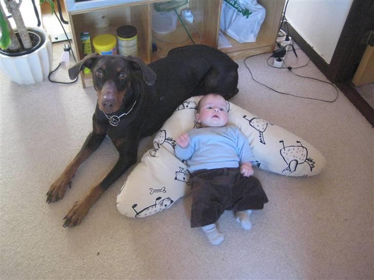 Dobermann Freja ***rip**** billede 1