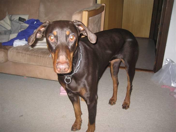 Dobermann Freja ***rip**** billede 2
