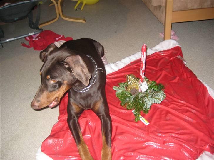 Dobermann Freja ***rip**** - Lisa har lavet juledekoration og syntes da lige Freja skulle med på billedet. billede 3