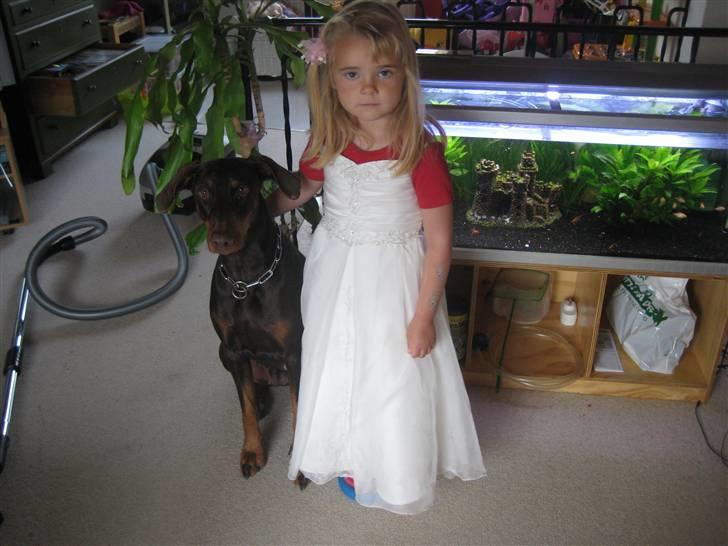 Dobermann Freja ***rip**** billede 4