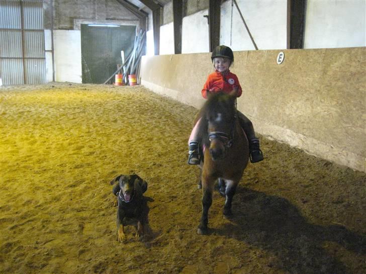 Dobermann Freja ***rip**** billede 5