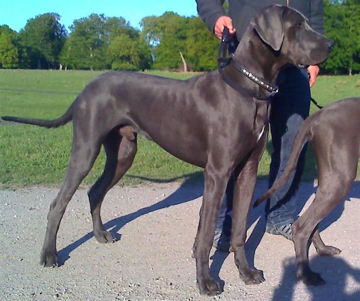 Grand danois Kenzo billede 9