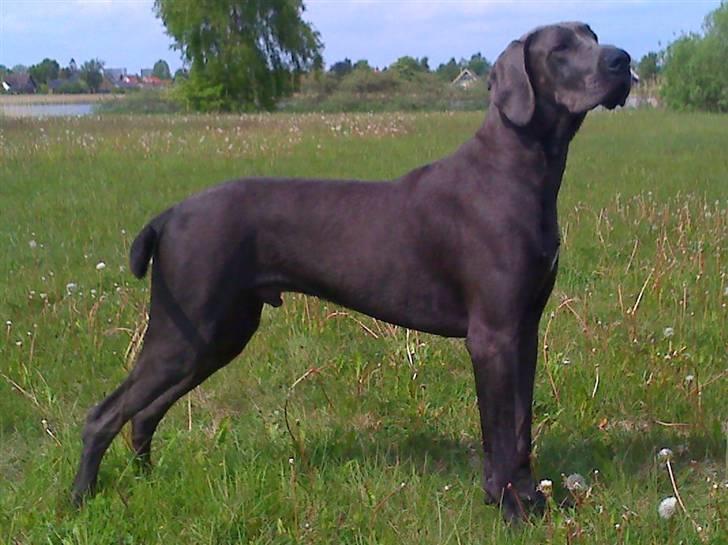 Grand danois Kenzo billede 10