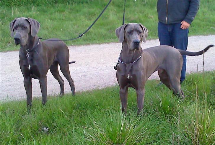 Grand danois Kenzo billede 11