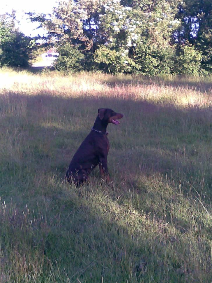 Dobermann Freja ***rip**** billede 6