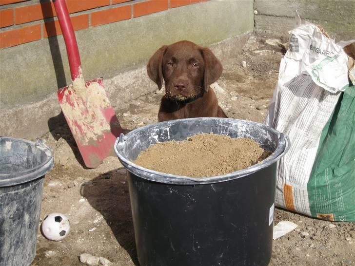 Labrador retriever Morgan - Morgan hjælper far billede 12