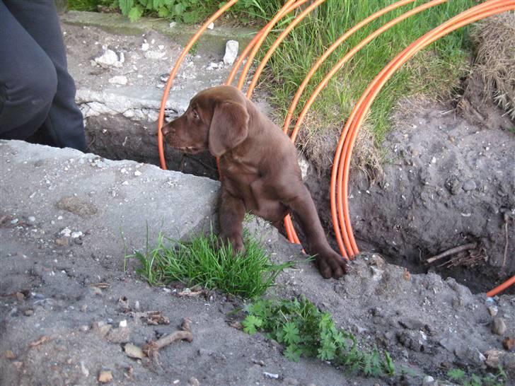 Labrador retriever Morgan billede 8
