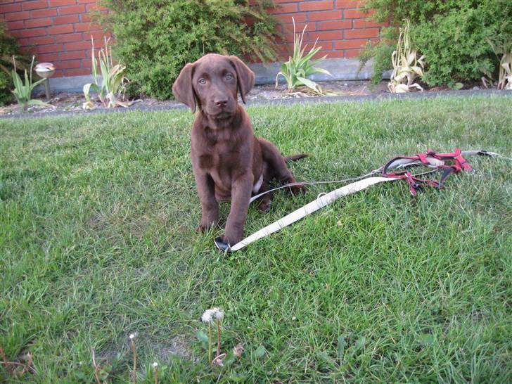 Labrador retriever Morgan billede 13