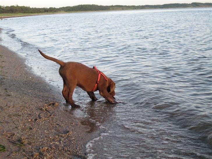 Labrador retriever Morgan - Morgan ved stranden billede 11