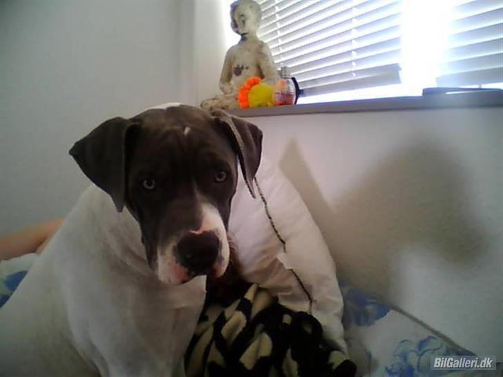 Amerikansk bulldog Basse billede 2