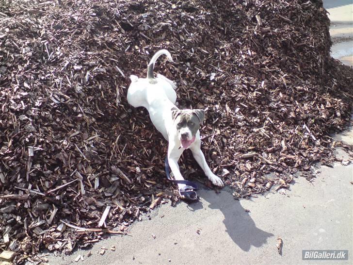 Amerikansk bulldog Basse billede 3