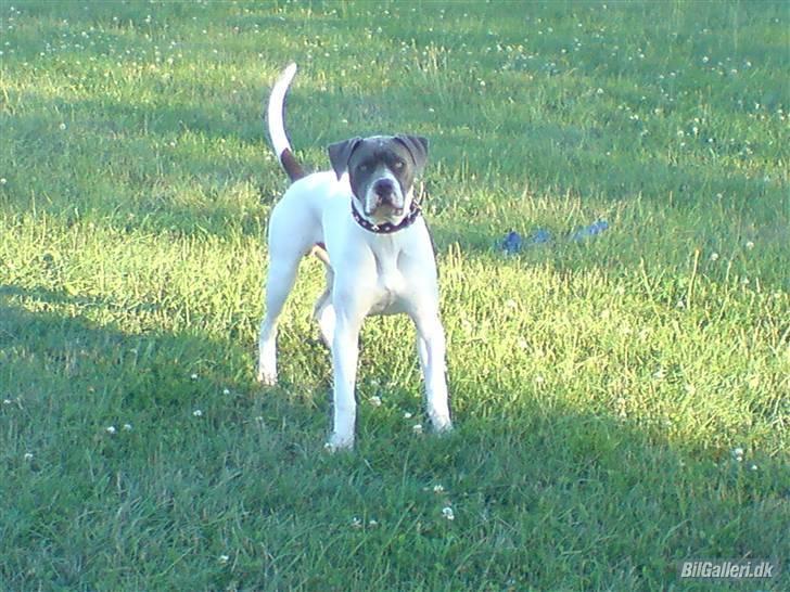 Amerikansk bulldog Basse billede 4